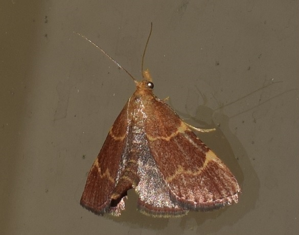 Hypsopygia rubidalis (Pyralidae)?